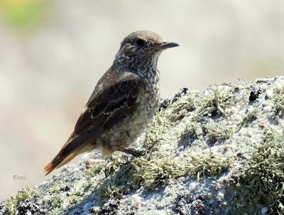 Excursión montañera prismáticos