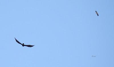 Excursión montañera prismáticos