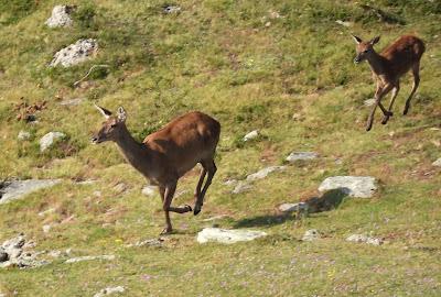 Excursión montañera prismáticos