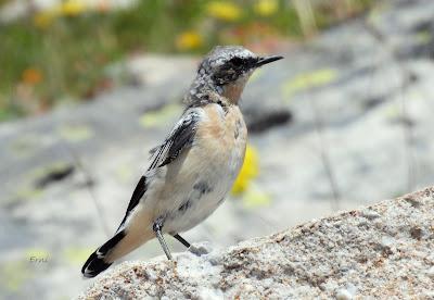 Excursión montañera prismáticos