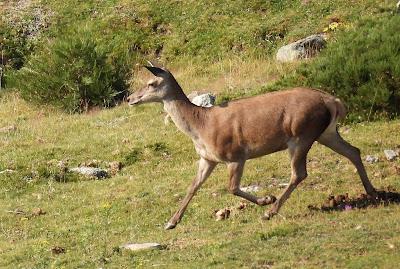Excursión montañera prismáticos