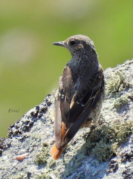 Excursión montañera prismáticos