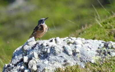 Excursión montañera prismáticos