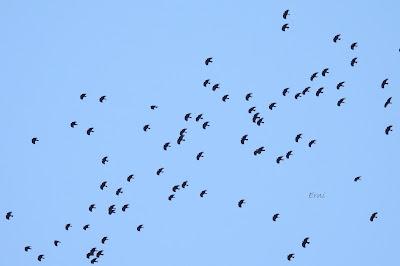 Excursión montañera prismáticos