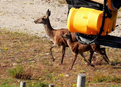 Excursión montañera prismáticos