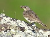 Excursión montañera prismáticos"