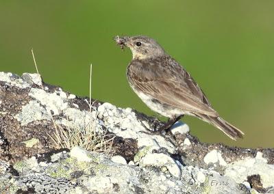 Excursión montañera prismáticos