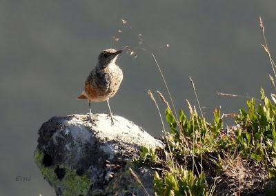 Excursión montañera prismáticos