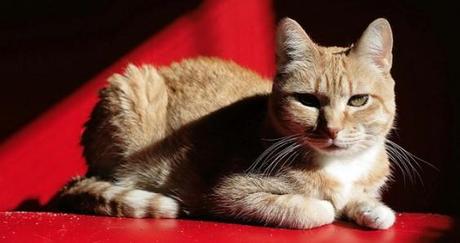 Satisfacción sin felicidad y felicidad sin satisfacción