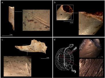 Los homínidos de Atapuerca y Bolomor tenían una dieta variada