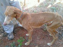 Novedades de Sookie :-)