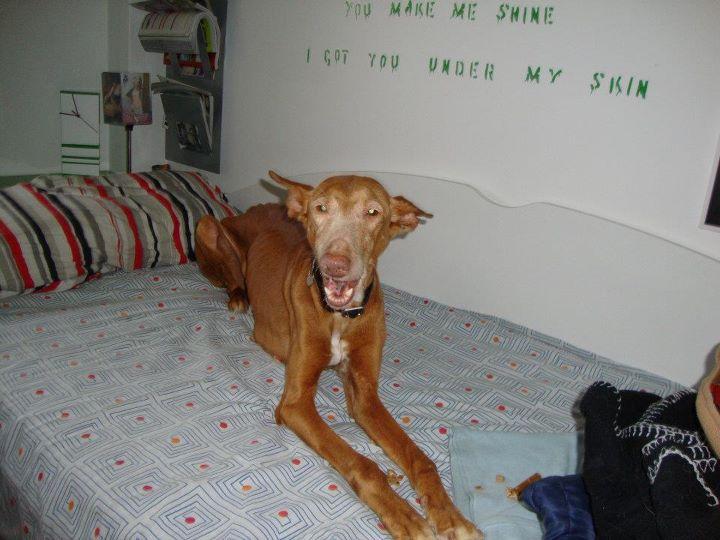 Novedades de Sookie :-)