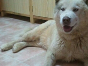 perrera, HUSKY años adopción.