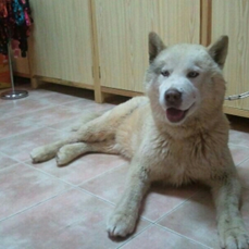 Irá a la perrera, HUSKY de 5 años en adopción.