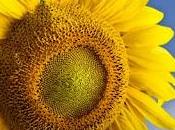 forma eficiente orientar paneles solares: girasol