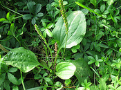 Remedios caseros para base plantas