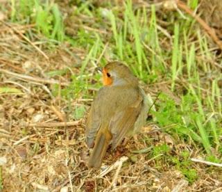 Petirrojos en busca de comida