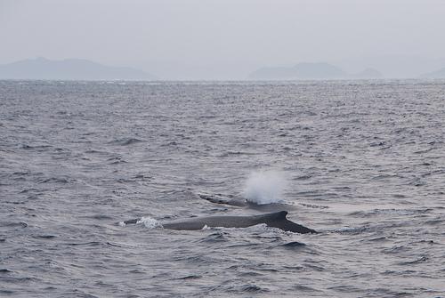 Ballenas en Okinawa