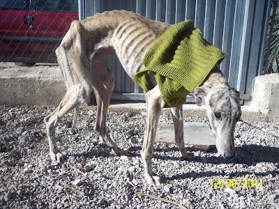 Fideo, otro galgo victima de su galguero.