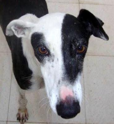 EN MENOS DOS DÍAS, NUESTRAS MIRADAS SE APAGARÁN PARA SIEMPRE..GALGOS EN LA PERRERA DE BADAJOZ.