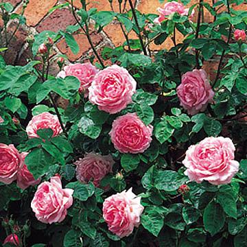 Rosales ingleses, rosas de David Austin: breve historia