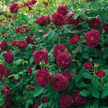 Rosales ingleses, rosas de David Austin: breve historia
