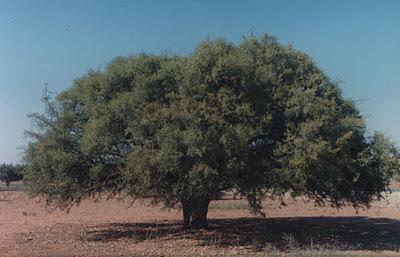 Oro de Argán by Anel, una marca MADE IN SPAIN Oro de Argán by Anel, una marca MADE IN SPAIN