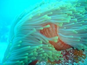 Islas Seychelles; Salvaje Armonía