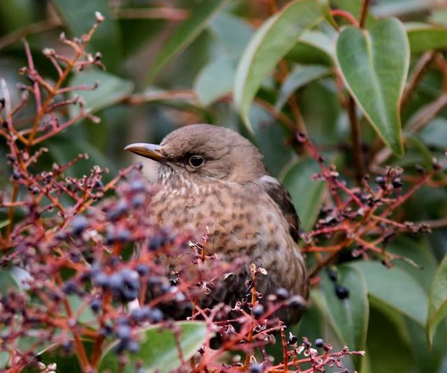 Walking in the Park-Paseando por el Parque