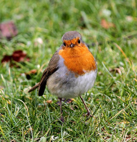 Walking in the Park-Paseando por el Parque
