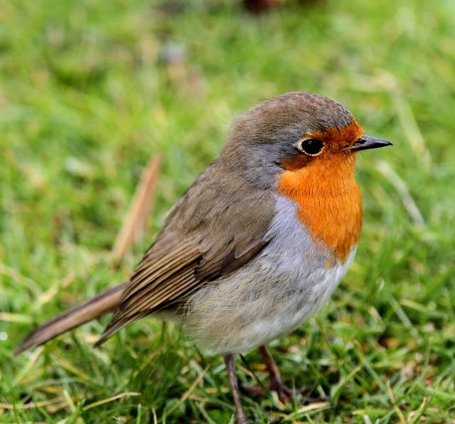 Walking in the Park-Paseando por el Parque