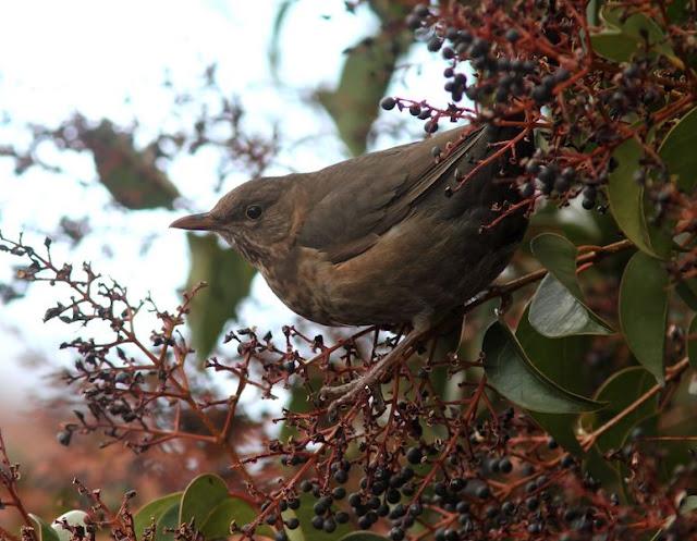 Walking in the Park-Paseando por el Parque