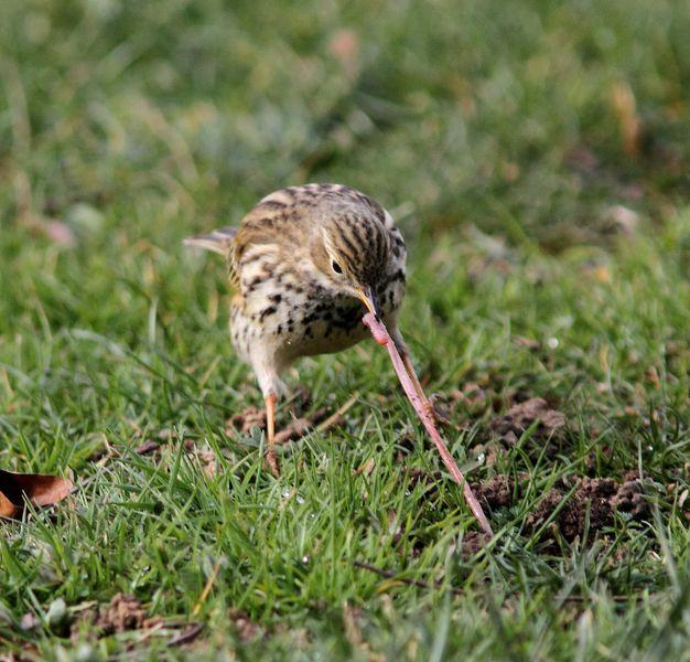 Walking in the Park-Paseando por el Parque