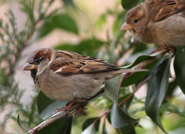 Walking in the Park-Paseando por el Parque