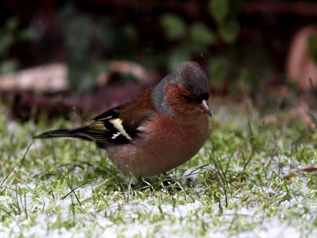 Walking in the Park-Paseando por el Parque