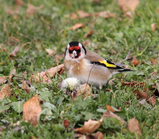Walking in the Park-Paseando por el Parque