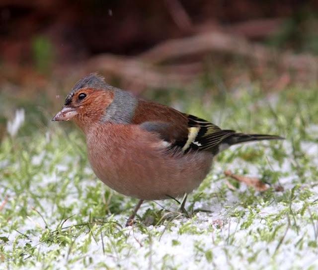 Walking in the Park-Paseando por el Parque