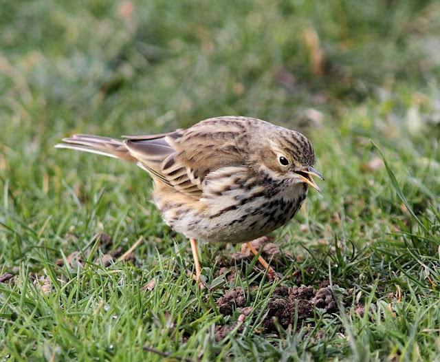 Walking in the Park-Paseando por el Parque