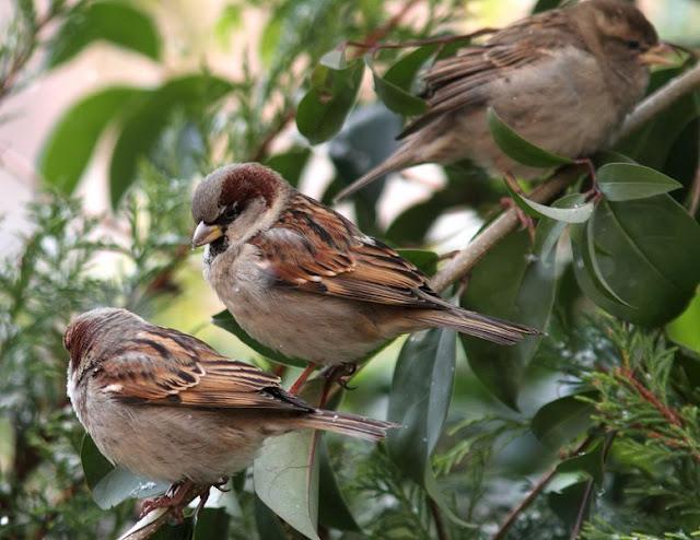 Walking in the Park-Paseando por el Parque