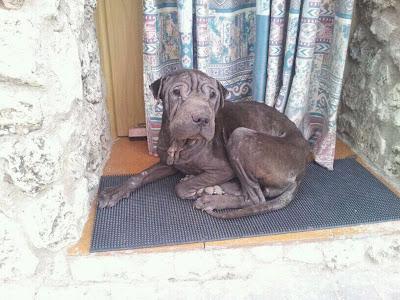 MENTA SHAR PEI DETROZADA Y ABANDONADA - AXLA Madrid