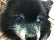 POPY TRISTE HISTORIA ABUELITO AXLA Madrid