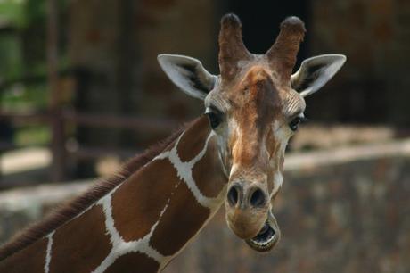 Zoológico de Little Rock