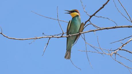 El Colorido Abejaruco: Arte y Naturaleza