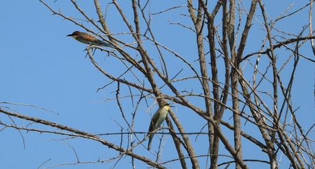 El Colorido Abejaruco: Arte y Naturaleza