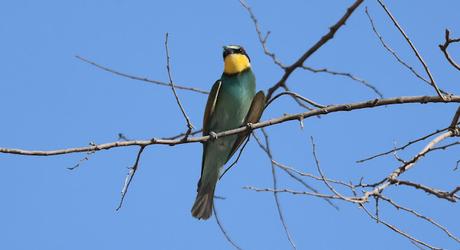 El Colorido Abejaruco: Arte y Naturaleza