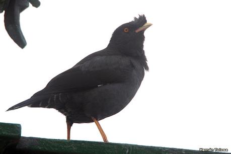 RECS y amigos (agosto 2024)