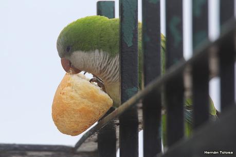 RECS y amigos (agosto 2024)