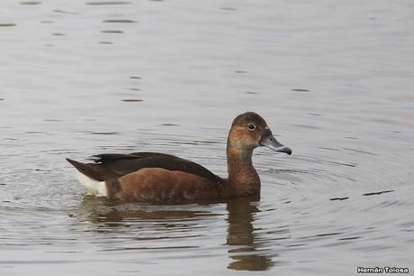 RECS y amigos (agosto 2024)