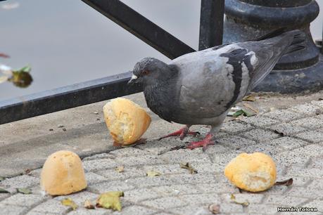 RECS y amigos (agosto 2024)