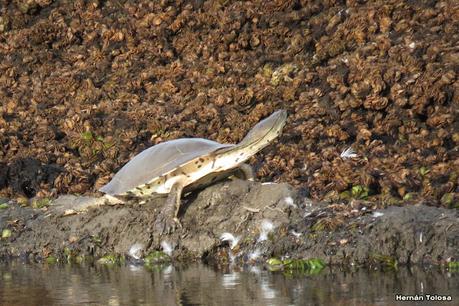 RECS y amigos (agosto 2024)